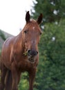 Livestock. Agriculture. Beautiful well groomed riding horse. Brown horses graze in the grass near the village on a Royalty Free Stock Photo