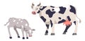 Livestock breeding, cattle cow and calf animals