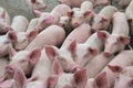 Livestock breeding. The farm pigs. Royalty Free Stock Photo