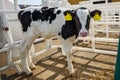 Livestock cow farm. Herd of black white calfs are looking at the camera with interest. Breeding cows in free animal husbandry. Royalty Free Stock Photo