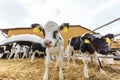 Livestock cow farm. Herd of black white calfs are looking at the camera with interest. Breeding cows in free animal husbandry. Royalty Free Stock Photo