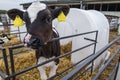 Livestock cow farm. Herd of black white calfs are looking at the camera with interest. Breeding cows in free animal husbandry. Royalty Free Stock Photo