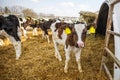 Livestock cow farm. Herd of black white calfs are looking at the camera with interest. Breeding cows in free animal husbandry. Royalty Free Stock Photo