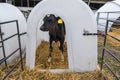 Livestock cow farm. Herd of black white calfs are looking at the camera with interest. Breeding cows in free animal husbandry. Royalty Free Stock Photo