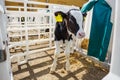 Livestock cow farm. Herd of black white calfs are looking at the camera with interest. Breeding cows in free animal husbandry. Royalty Free Stock Photo