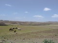 Livestock Ethiopian landscape