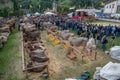 Livestock Fair, the largest cattle show in the Bergamo valleys