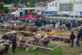 Livestock Fair, the largest cattle show in the Bergamo valleys