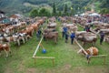 Livestock Fair, the largest cattle show in the Bergamo valleys