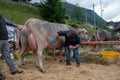 Livestock Fair, the largest cattle show in the Bergamo valleys