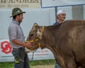 Livestock Fair, the largest cattle show in the Bergamo valleys