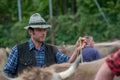 Livestock Fair, the largest cattle show in the Bergamo valleys