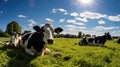 livestock farm cows