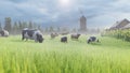 Livestock farm. Cows and sheep graze in a green meadow. Rustic farm with Pets. Animal husbandry and nature. 3D Rendering Royalty Free Stock Photo