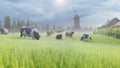 Livestock farm. Cows and sheep graze in a green meadow. Rustic farm with Pets. Animal husbandry and nature. 3D Rendering