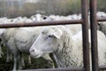 Livestock farm, the flock of sheep