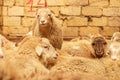 Livestock farm, flock of sheep. Indoor shot.