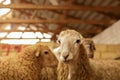 Livestock farm, flock of sheep. Indoor shot.