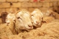 Livestock farm, flock of sheep. Indoor shot.