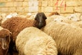 Livestock farm, flock of sheep. Indoor shot.