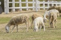 Livestock farm, flock of sheep