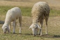 Livestock farm, flock of sheep Royalty Free Stock Photo