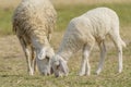 Livestock farm, flock of sheep Royalty Free Stock Photo