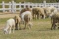 Livestock farm, flock of sheep Royalty Free Stock Photo