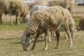 Livestock farm, flock of sheep Royalty Free Stock Photo