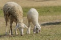 Livestock farm, flock of sheep Royalty Free Stock Photo