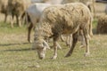 Livestock farm, flock of sheep Royalty Free Stock Photo