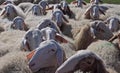 Livestock farm, herd of sheep