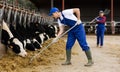 Livestock farm worker feeding cows in cowshed, tossing fresh hay into stall with pitchfork