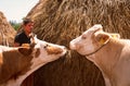 Livestock farming in Kosovo.