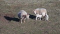 Sheep And New Born Twin Lambs