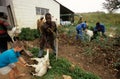 Livestock farming in South Africa.
