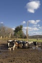 Livestock in a Feedlot