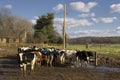 Livestock in a feedlot Royalty Free Stock Photo