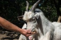 Livestock. Goat eats from a human hand.