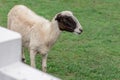 Livestock, goat in farm stand on green grass