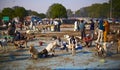 Livestock goat market in New Delhi