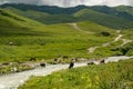 Livestock grazing near Ushguli village, Upper Svaneti, Georgia