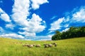 Livestock grazing on a summer meadow in Hungary. Sheep, goat and lamb on the pastures near Pannonhalma, Sokoro hills