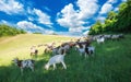 Livestock grazing on a summer meadow in Hungary. Sheep, goat and lamb on the pastures near Pannonhalma, Sokoro hills