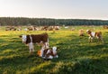 Livestock grazing during sunset in an idyllic valley Royalty Free Stock Photo