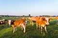 Livestock grazing during sunset in an idyllic valley Royalty Free Stock Photo