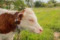 Livestock on a green meadow Animal face. Cattle, calf, bull, cow. Royalty Free Stock Photo