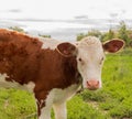 Livestock on a green meadow Animal face. Cattle, calf, bull, cow. Royalty Free Stock Photo