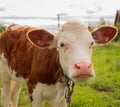 Livestock on a green meadow Animal face. Cattle, calf, bull, cow. Royalty Free Stock Photo