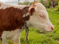 Livestock on a green meadow Animal face. Cattle, calf, bull, cow. Royalty Free Stock Photo